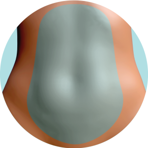 Abdomen