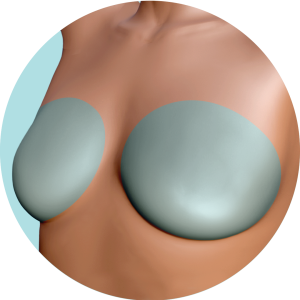 Busto o Pectorales