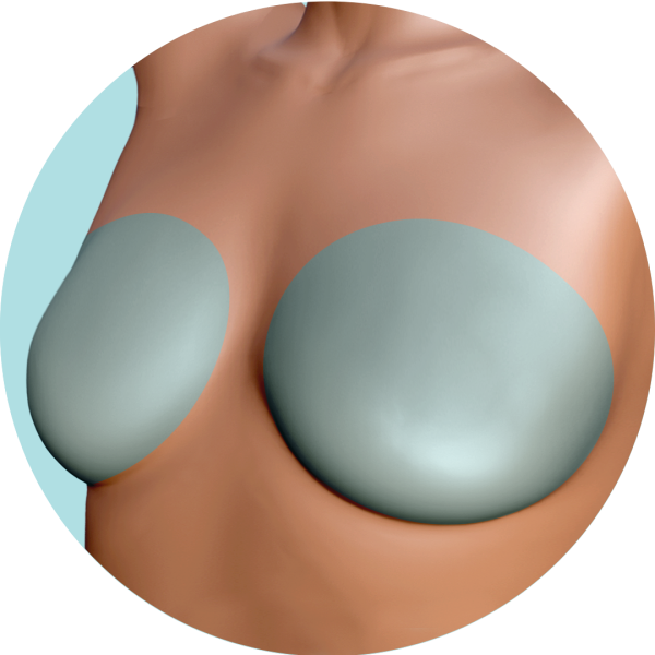 Busto o Pectorales