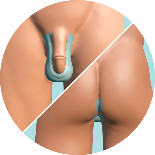 Testículos con Entre Glúteos